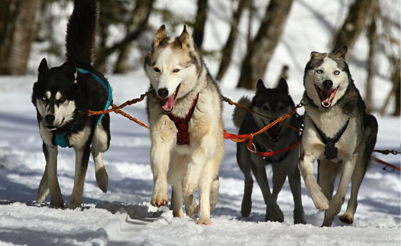 husky dogs running in snow